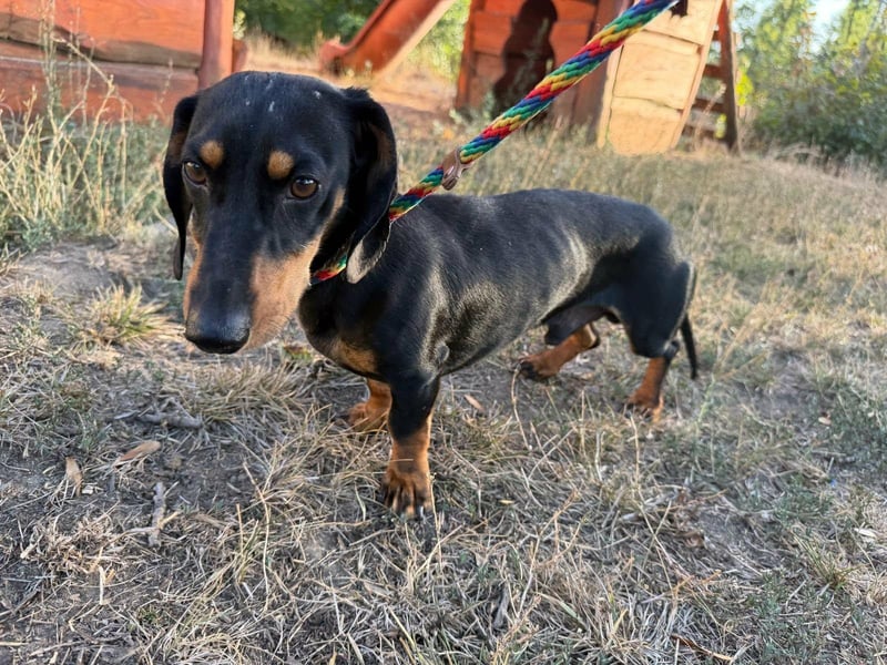 Jakab, geboren 01.09.2025, 25cm sucht Geborgenheit