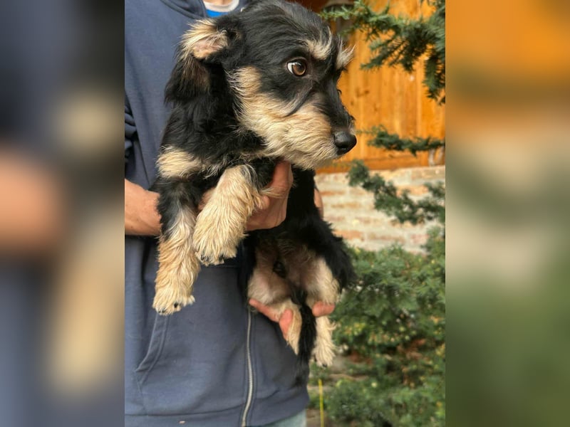 Benito, geboren 03.2025, 25cm sucht seine Menschen