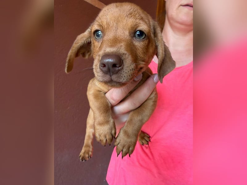 Pierre, 18.06.2026 geboren, 14cm sucht sein Für immer Zuhause