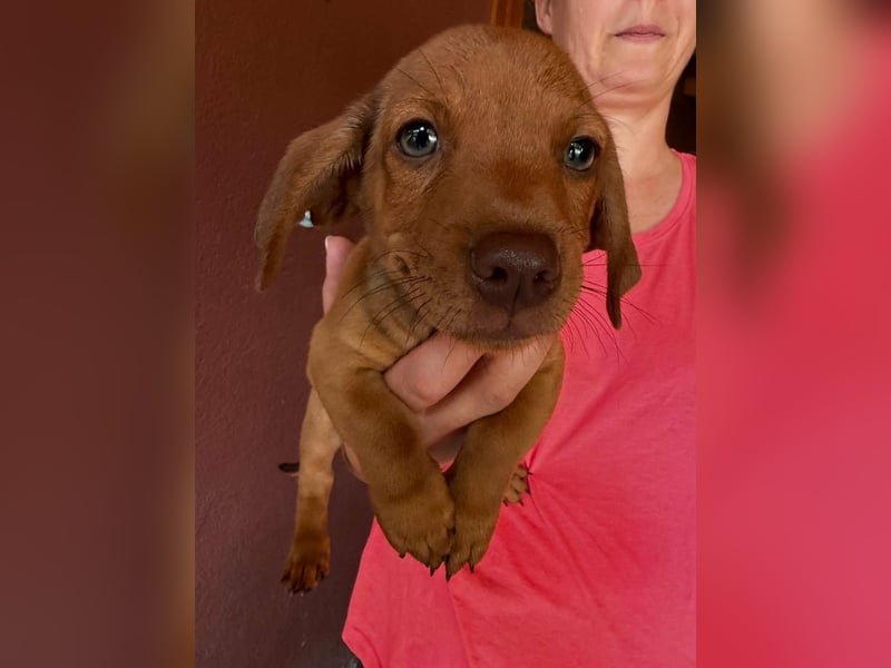 Pierre, 18.06.2026 geboren, 14cm sucht sein Für immer Zuhause