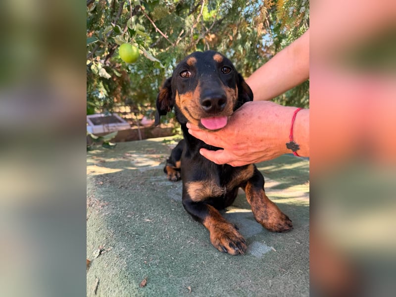 Monty, geboren 12.04.2025, 26cm sucht Dackel Zuhause