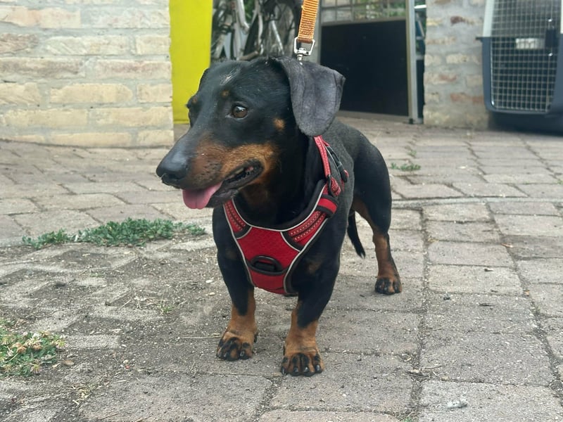 Zserbo, geboren 07.04.2020, 26cm sucht seine Menschen