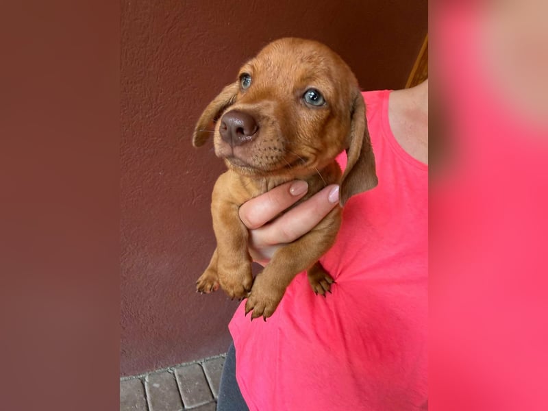 Pierre, 18.06.2026 geboren, 14cm sucht sein Für immer Zuhause