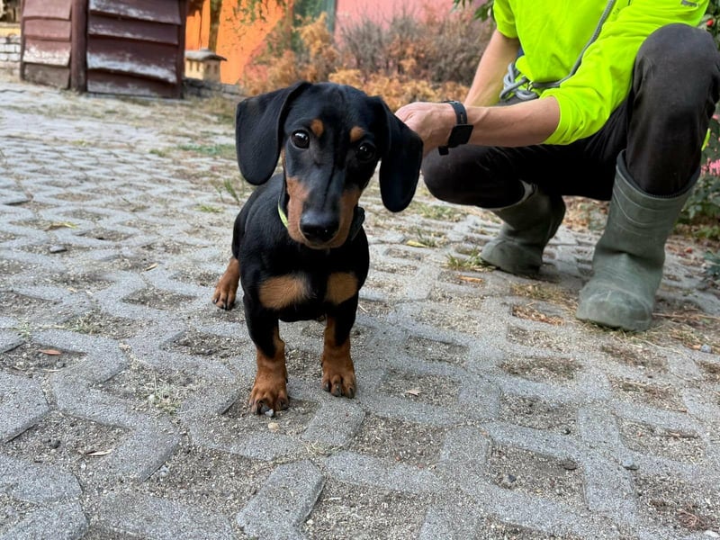Hugo, geboren 29.04.2026, 24cm sucht sein Plätzchen