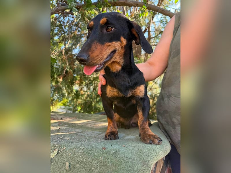 Monty, geboren 12.04.2025, 26cm sucht Dackel Zuhause