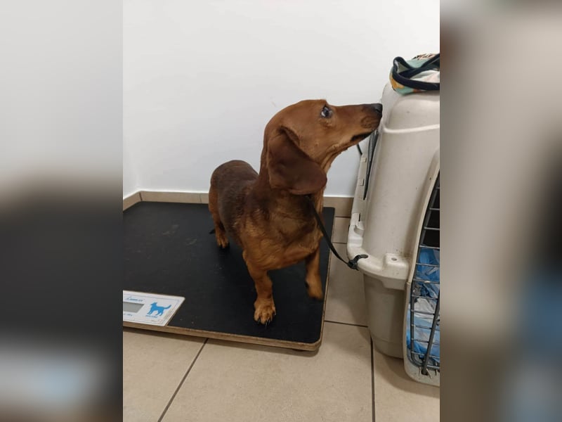 Mogyi, geboren 01.01.2022, 26cm sucht sein Glück