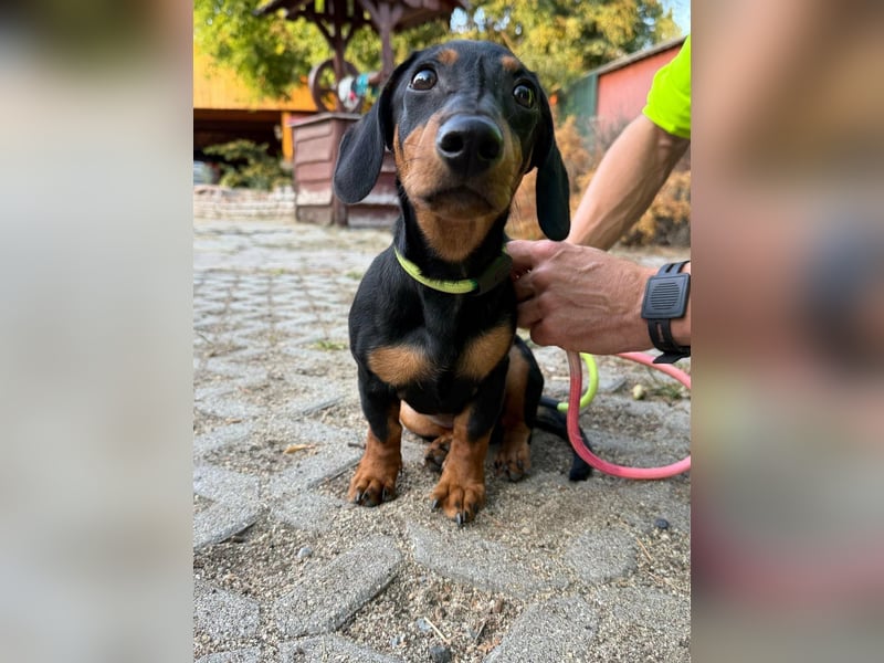 Hugo, geboren 29.04.2026, 24cm sucht sein Plätzchen