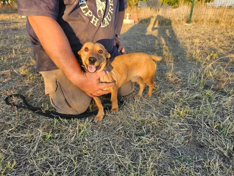 Zoran, geboren 01.03.2026, 25cm sucht sein für immer Zuhause