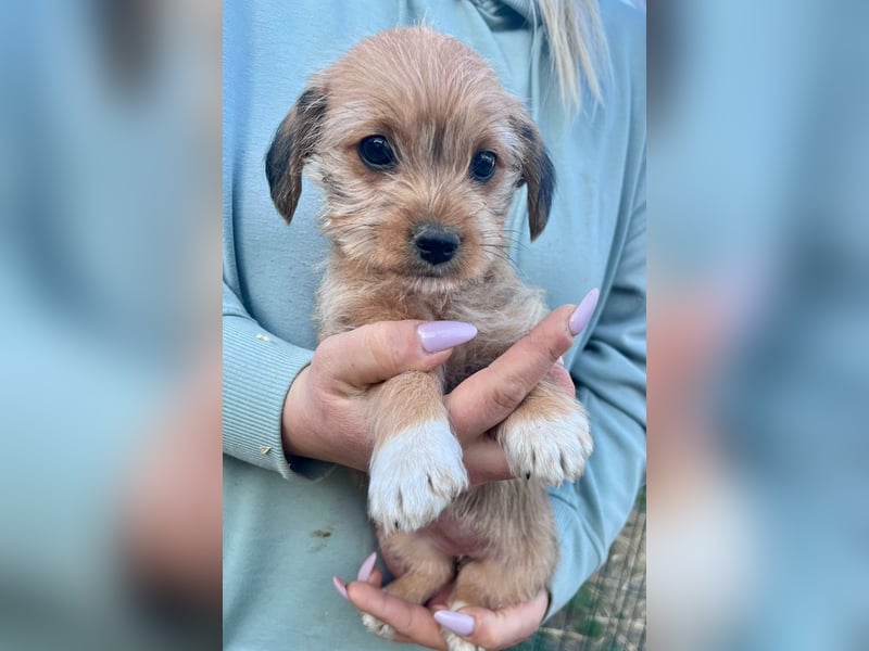 Jenna, geboren 19.01.2026 sucht ihr Körbchen