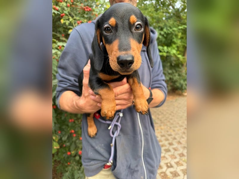 Noel, geboren 22.06.2026, 17cm sucht Dackel-Fan