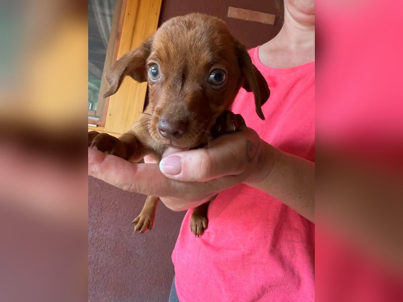 Pascal, 18.06.2026 geboren, 14cm sucht sein Körbchen