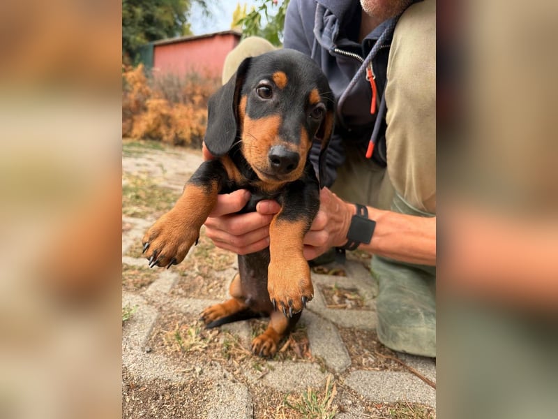 Noel, geboren 22.06.2026, 17cm sucht Dackel-Fan