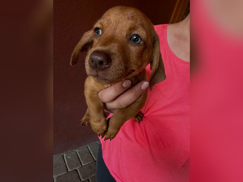 Pierre, 18.06.2026 geboren, 14cm sucht sein Für immer Zuhause