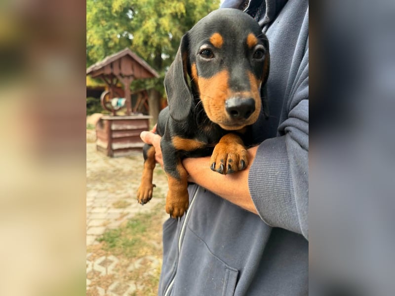 Noel, geboren 22.06.2026, 17cm sucht Dackel-Fan