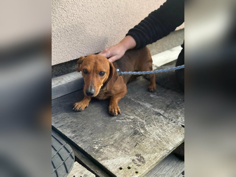 Mogyi, geboren 01.01.2022, 26cm sucht sein Glück