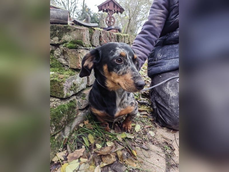 Hunor, geboren 12.06.2024, 26cm sucht seine Menschen