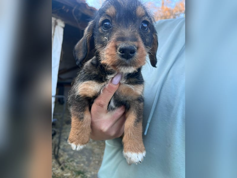 Junior, geboren 19.01.2026 sucht sein Glück