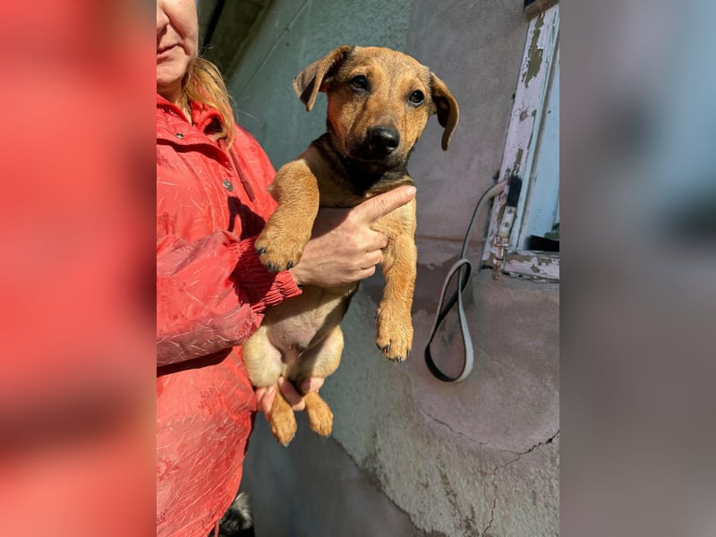 Pluto, geboren 05.11.2025, 24cm sucht sein Glück