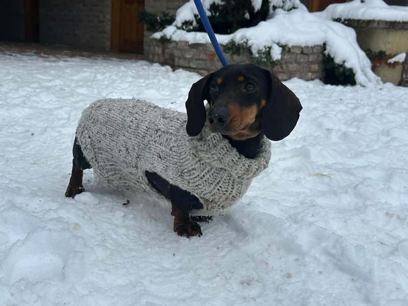 Stella, geboren 01.01.2023, 24cm sucht DICH!