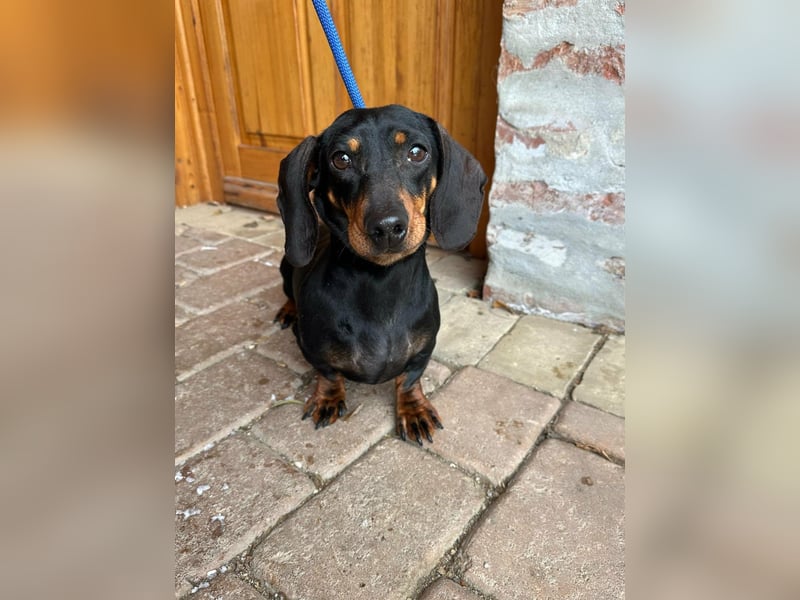 Stella, geboren 01.01.2023, 24cm sucht DICH!