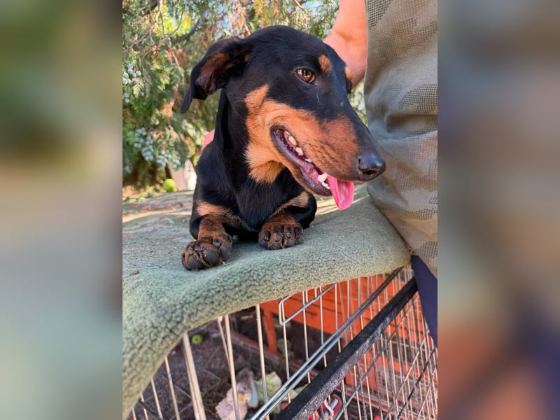 Monty, geboren 12.04.2025, 26cm sucht Dackel Zuhause