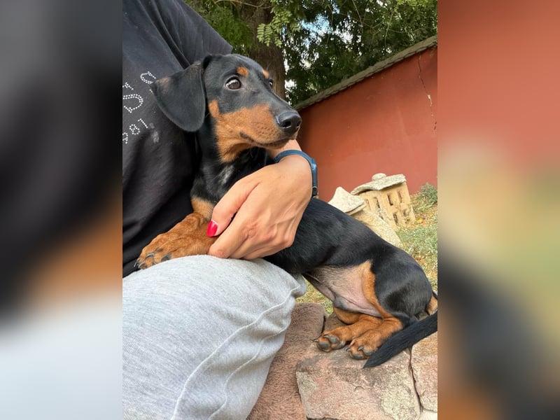 Hugo, geboren 29.04.2026, 24cm sucht sein Plätzchen
