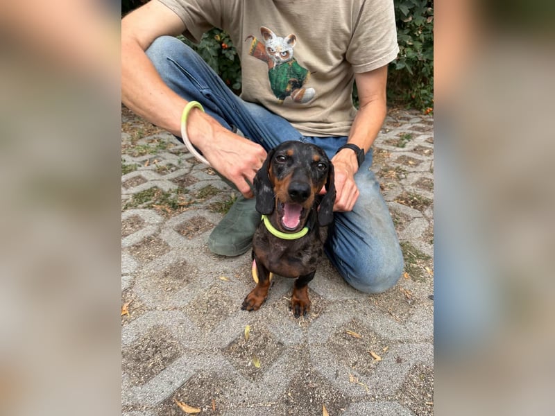 Rio, geboren 04.06.2025, 25cm sucht seine Menschen