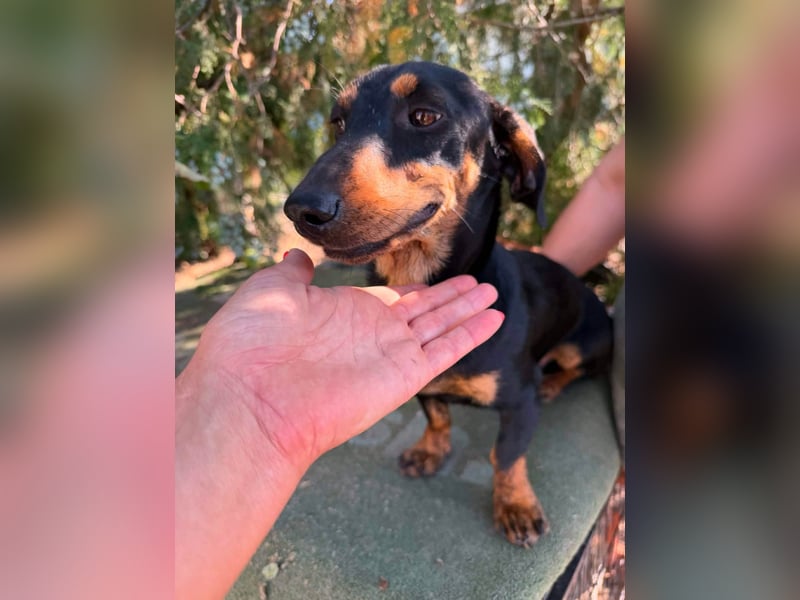 Monty, geboren 12.04.2025, 26cm sucht Dackel Zuhause