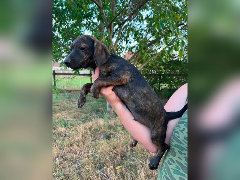 Ferrero, geboren 20.03.2026, 24cm sucht sein Plätzchen