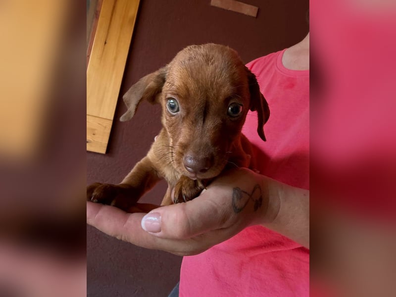 Pascal, 18.06.2026 geboren, 14cm sucht sein Körbchen