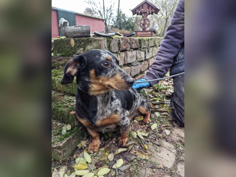 Hunor, geboren 12.06.2024, 26cm sucht seine Menschen