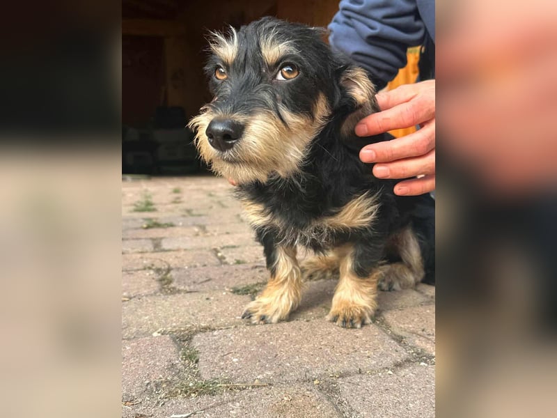Benito, geboren 03.2025, 25cm sucht seine Menschen