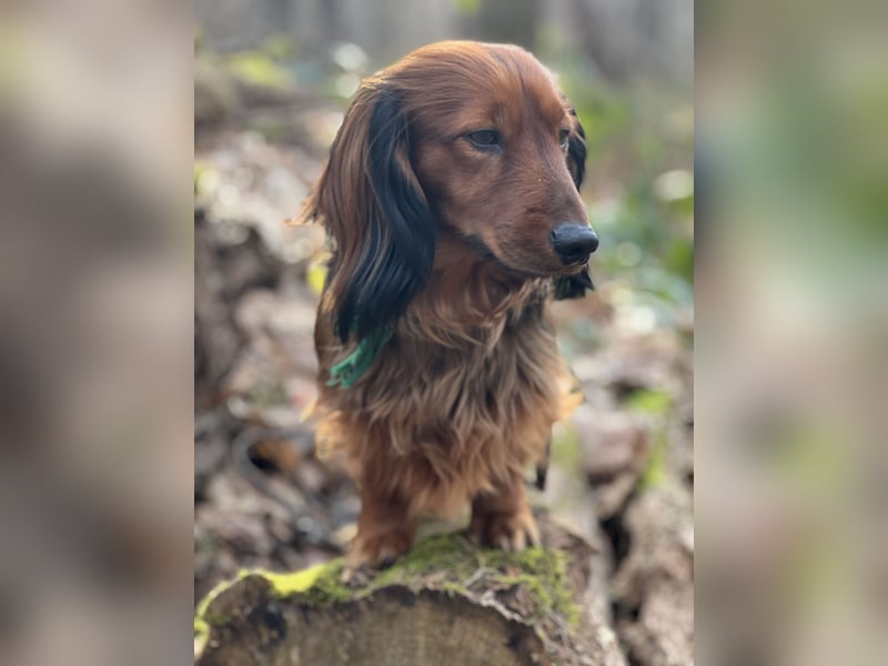 Bildschöner DECKRÜDE, Langhaardackel rot mit dunklem Deckhaar
