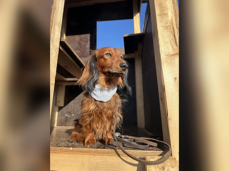 Bildschöner DECKRÜDE, Langhaardackel rot mit dunklem Deckhaar