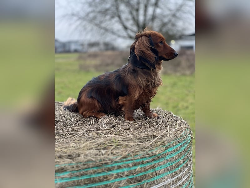 Bildschöner DECKRÜDE, Langhaardackel rot mit dunklem Deckhaar