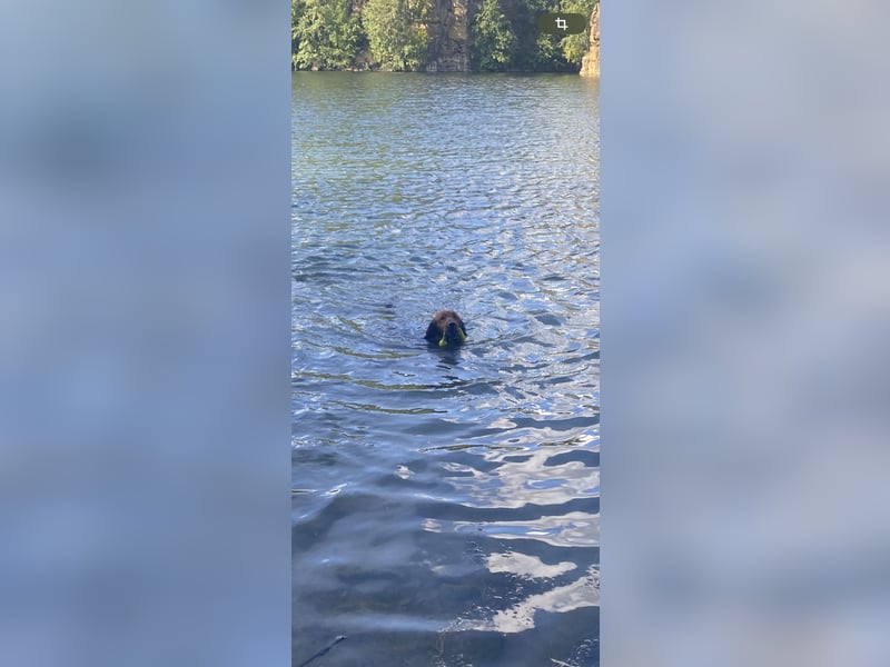 Bildschöner DECKRÜDE, Langhaardackel rot mit dunklem Deckhaar