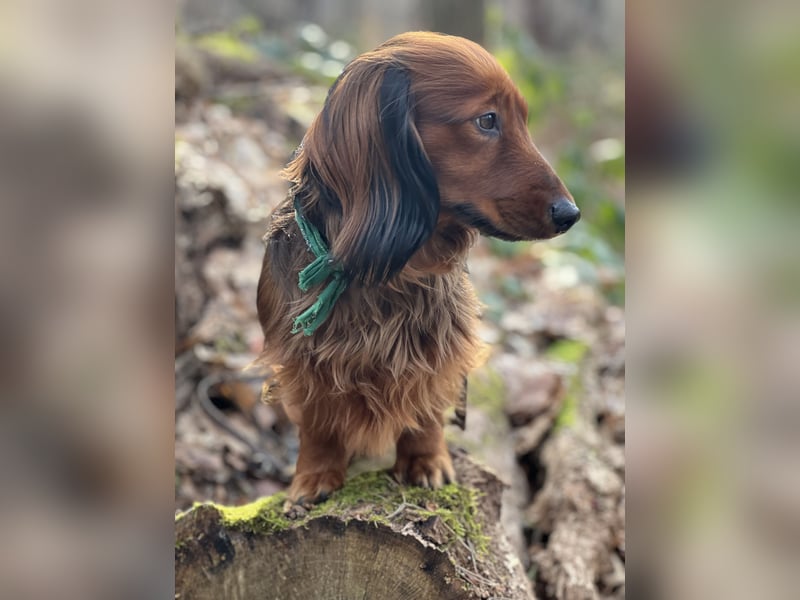 Bildschöner DECKRÜDE, Langhaardackel rot mit dunklem Deckhaar