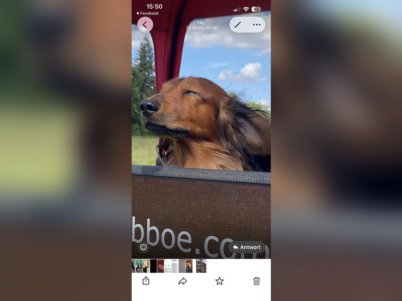 DECKRÜDE bildschöner Langhaardackel rot mitvdunklem Deckhaar