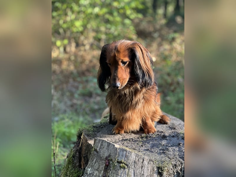 DECKRÜDE bildschöner Langhaardackel rot mitvdunklem Deckhaar