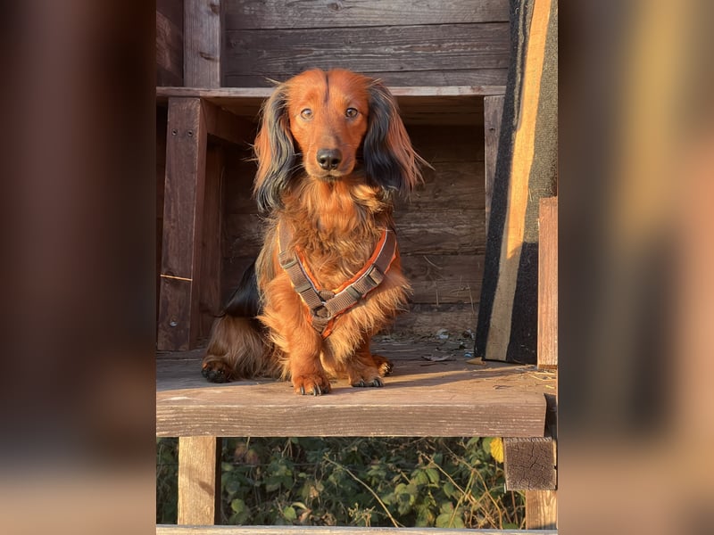Bildschöner DECKRÜDE, Langhaardackel rot mit dunklem Deckhaar