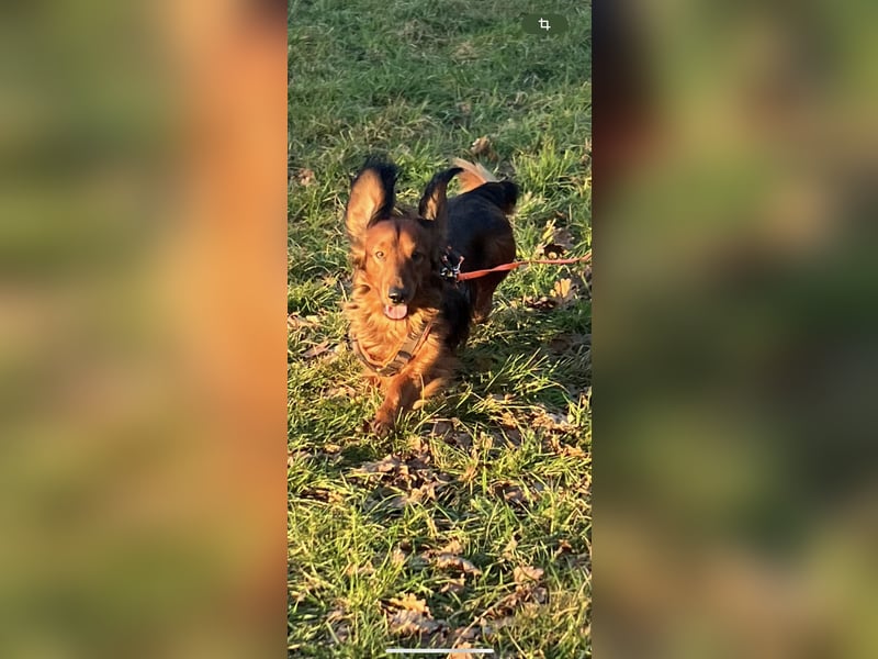 Bildschöner DECKRÜDE, Langhaardackel rot mit dunklem Deckhaar