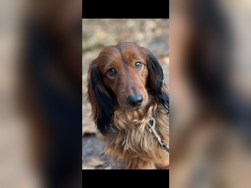 Bildschöner DECKRÜDE, Langhaardackel rot mit dunklem Deckhaar
