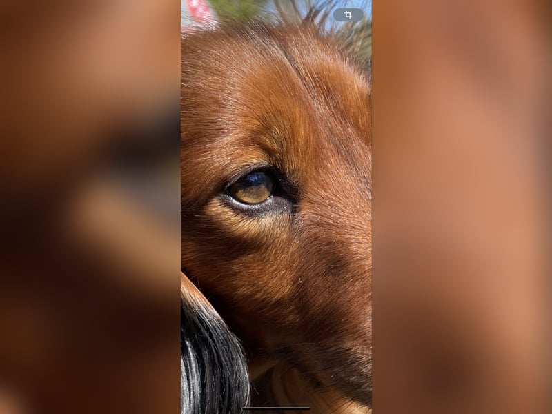 Bildschöner DECKRÜDE, Langhaardackel rot mit dunklem Deckhaar