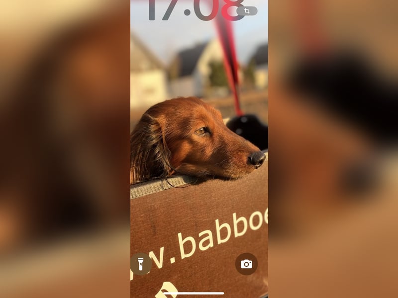 Bildschöner DECKRÜDE, Langhaardackel rot mit dunklem Deckhaar