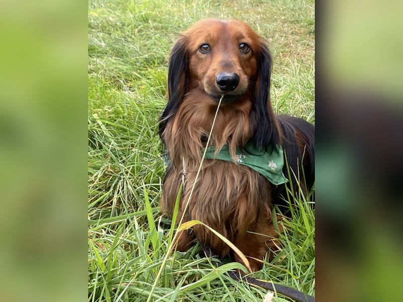 Bildschöner DECKRÜDE, Langhaardackel rot mit dunklem Deckhaar