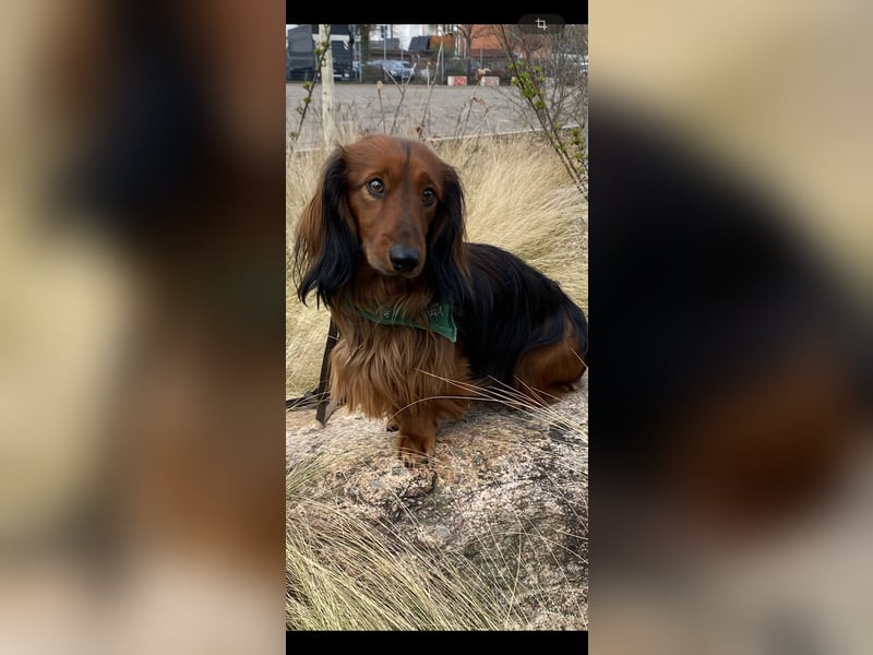 Bildschöner DECKRÜDE, Langhaardackel rot mit dunklem Deckhaar