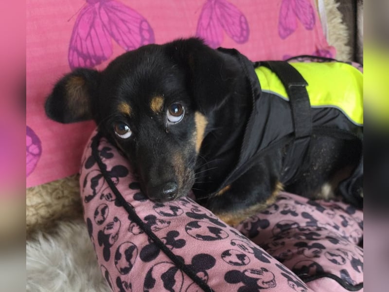 Bobi EK charmanter junger Dackelmix Rüde