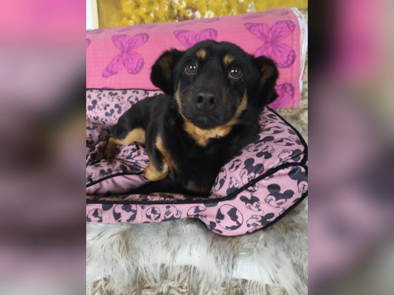 Bobi EK charmanter junger Dackelmix Rüde