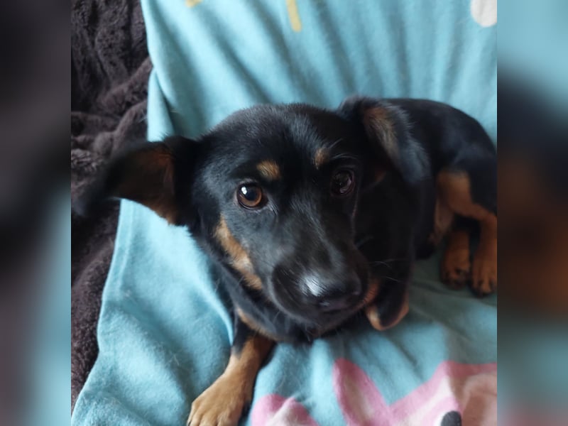 Bobi EK charmanter junger Dackelmix Rüde