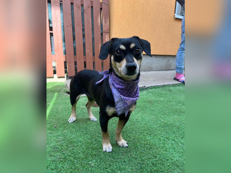 Wilma SR - lieb, aufgeschlossen